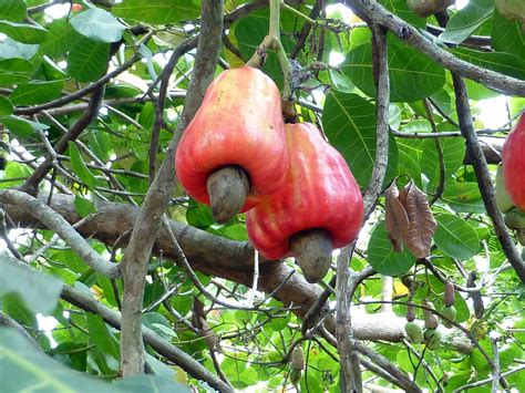 Anacardiaceae .